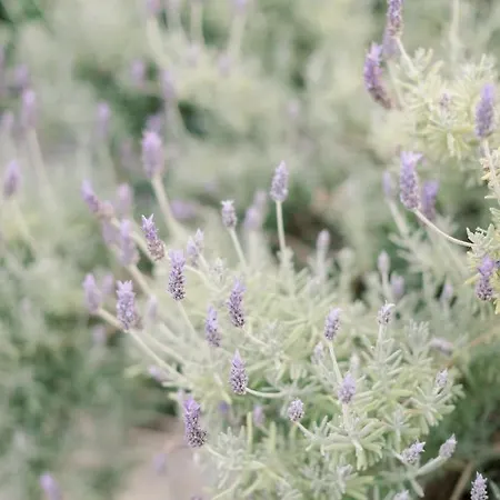 Opora Country Living * Nafplio